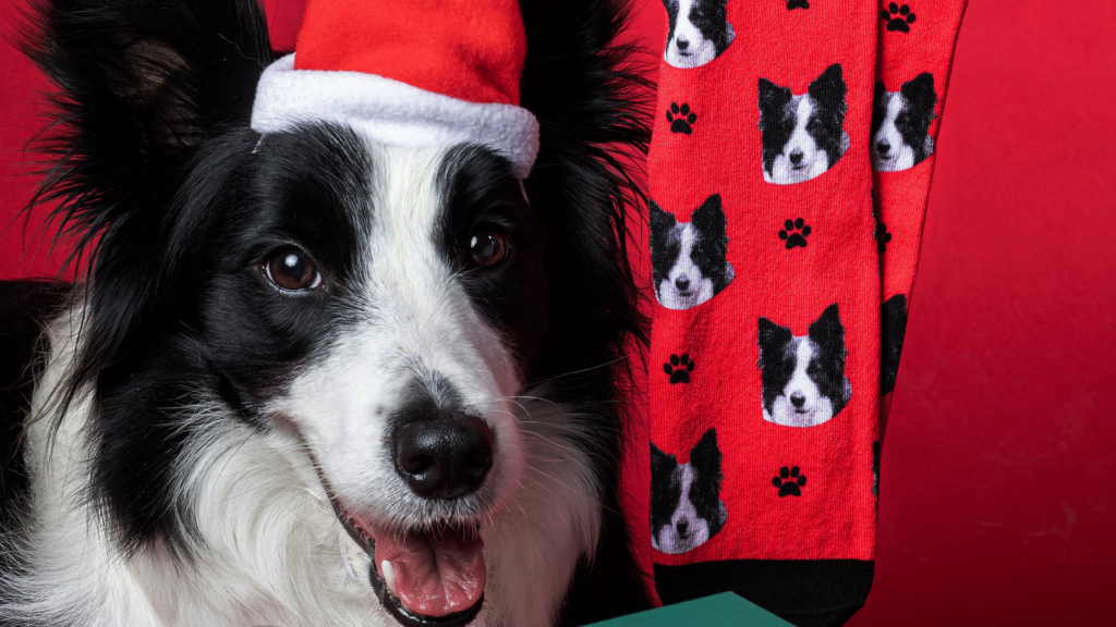 Personalized custom pet socks for dog lovers.